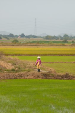 pirinç tarlaları, vietnam, kadın