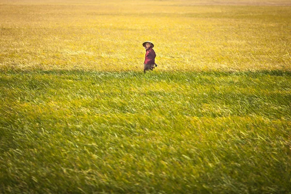 Vietnam 26 Aralık, 2013. pirinç tarlaları, Vietnamlı bir kadın.