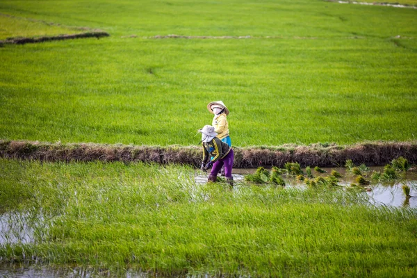 Ryż sadzenia, Wietnam — Zdjęcie stockowe