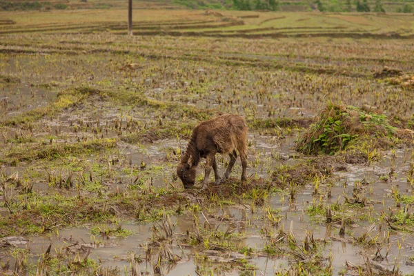 Vietnamesischer Büffel, sapa, vietnam — Stockfoto