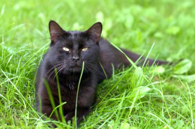 yeşil çim döşeme kabarık siyah kedi