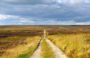 wicklow Dağları Ulusal Parkı İrlanda Heather bitkiler