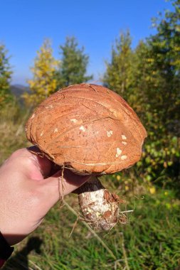 forest mushroom in hand against the backdrop of the forest