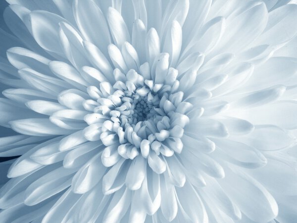 White Flower — Stock Image White Flower Stock Image