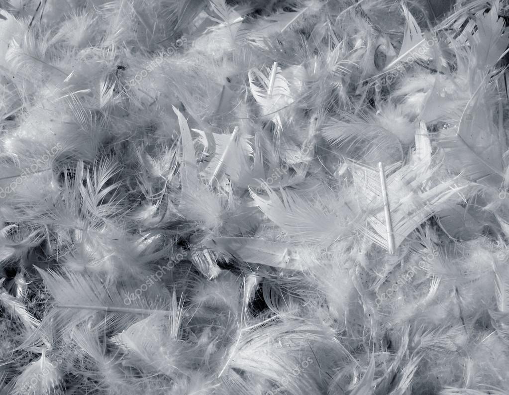 Gray feathers background — Stock Photo © elenstudio 33553417