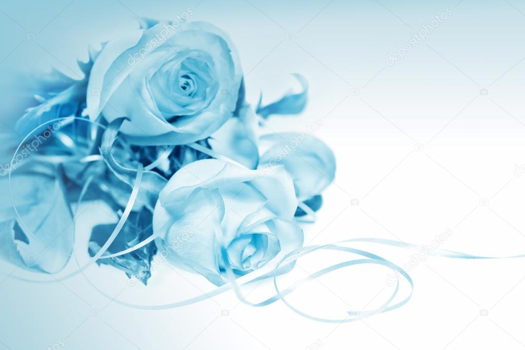 White rose on blue background — Stock Photo © elenstudio 37331145