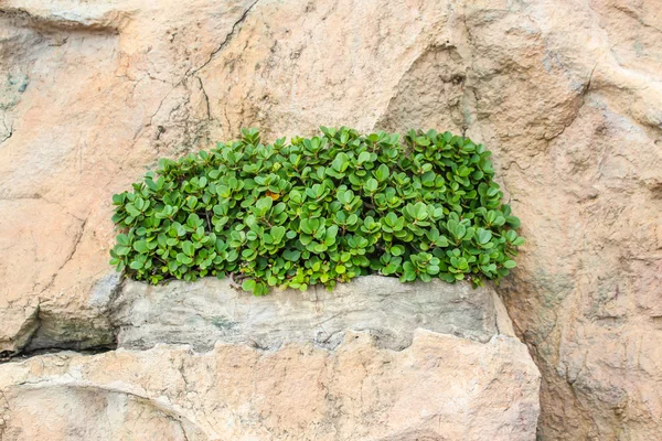 Pflanze wächst im Steinboden — Stockfoto