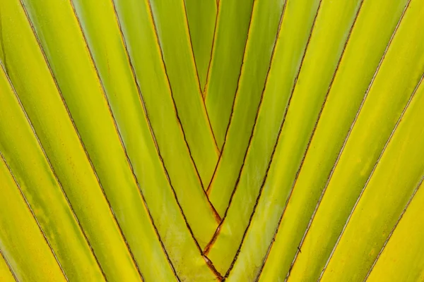 Resenärer palm tree — Stockfoto