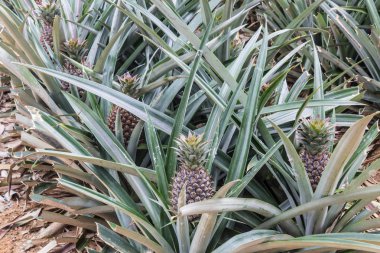 Ananas Meyve çiftlik büyüyen