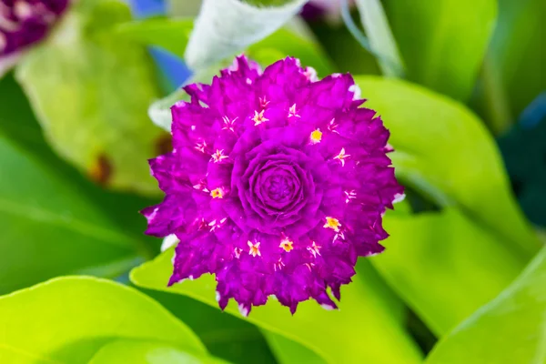 Globe amarante ou Gomphrena globosa fleur — Photo