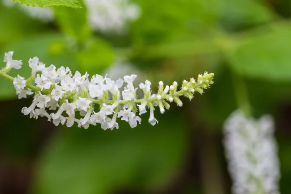 Butterfly bush s bílými květy — Stock fotografie