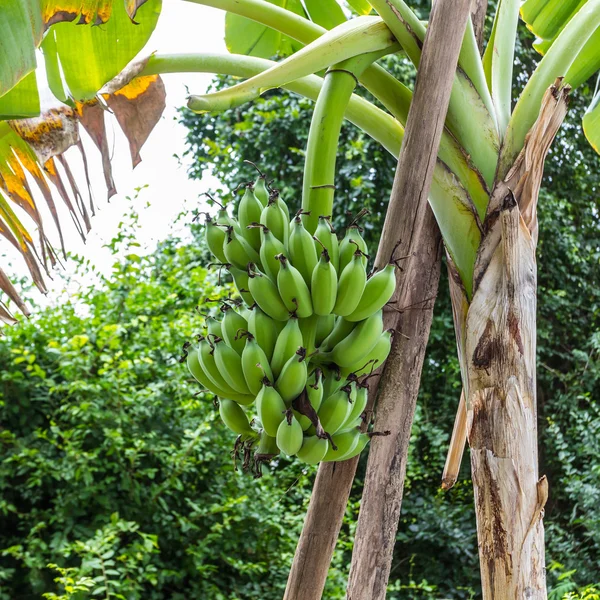 Banana verde che pende su un ramo di un albero di banana — Foto Stock