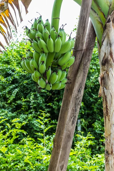 Banane verte — Photo
