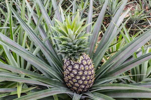 Pineapple fruit farm growing — Stock Photo, Image