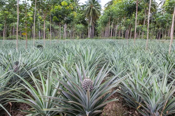 Pineapple fruit farm growing — Stock Photo, Image