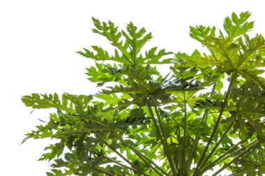 beyaz zemin üzerinde bir başlangıç papaya.