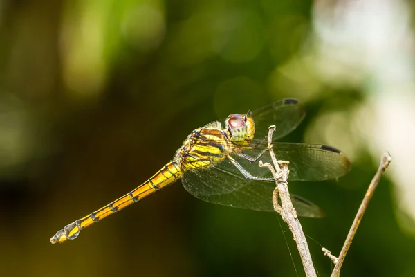 Dragonfly op een achtergrond van groen — Stockfoto