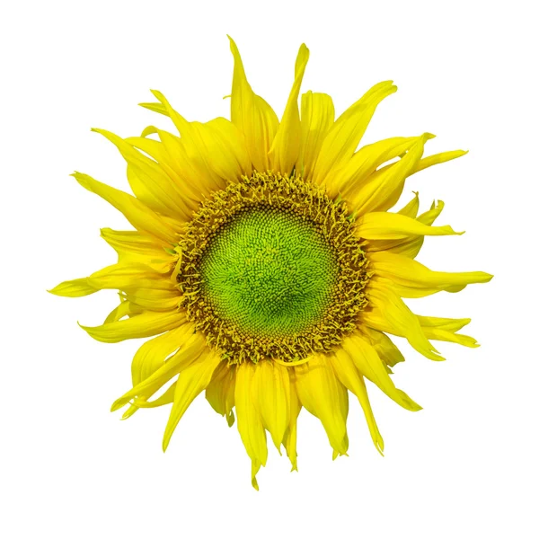 Sunflower Isolated on White Background — Stock Photo, Image