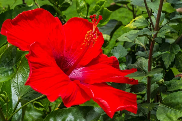 Flor vermelha de Hibisco — Fotografia de Stock
