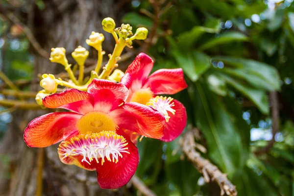 Kanonkula trädet blomma — Stockfoto