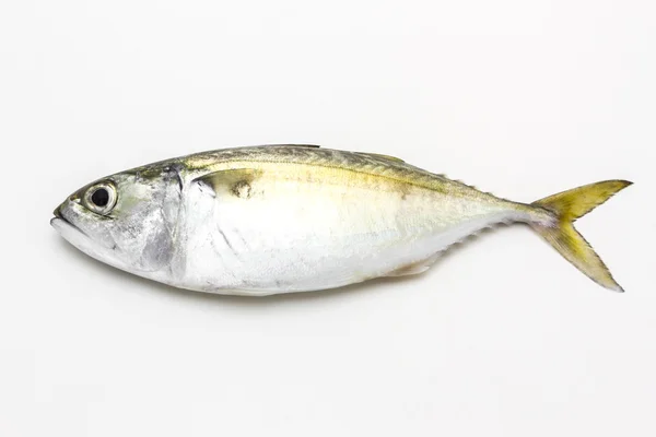 Pescado de caballa fresco — Foto de Stock