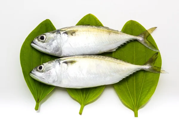 Fresh mackerel fish — Stock Photo, Image