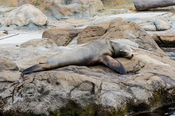 Seelöwen. — Stockfoto