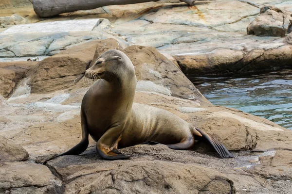 Seelöwen. — Stockfoto