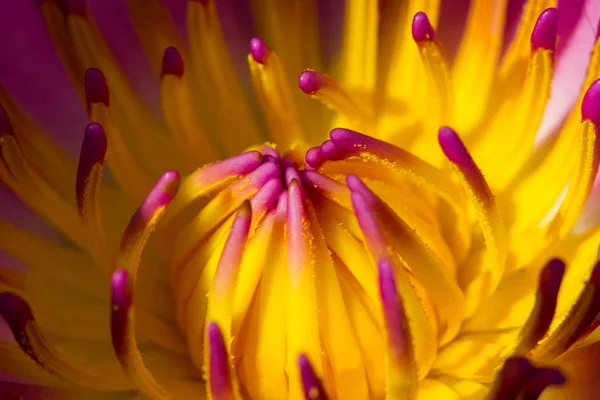 Purple lotus pollen. — Stock Photo, Image
