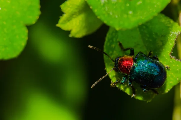 Erva verde — Fotografia de Stock