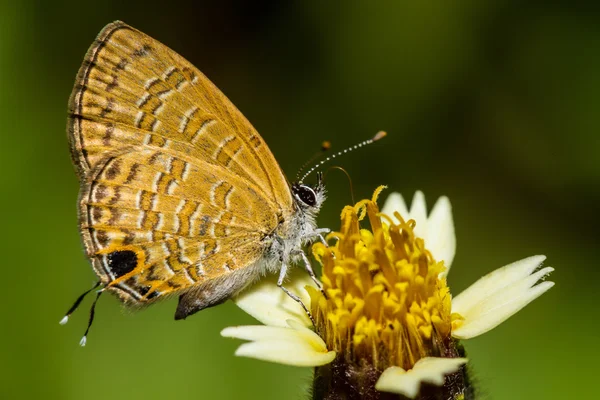 Butterfly and yellow flowers — Stock Photo, Image