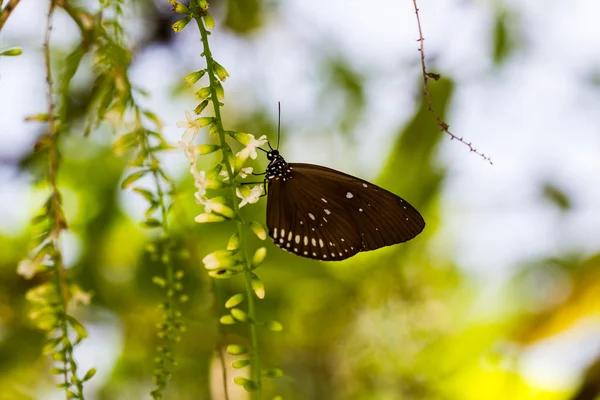 Borboleta — Fotografia de Stock