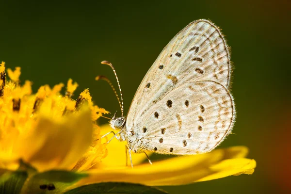 蝶と花. — ストック写真