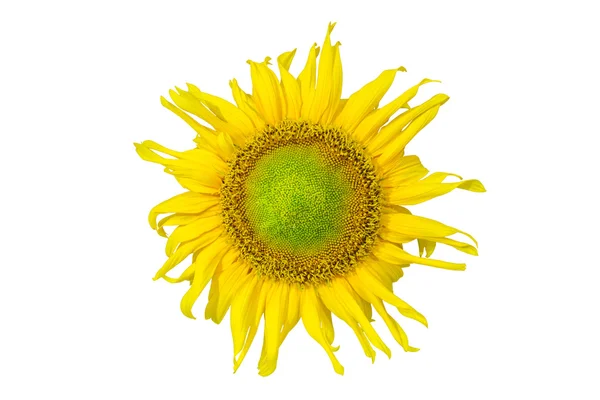 Sunflower Isolated on White Background — Stock Photo, Image