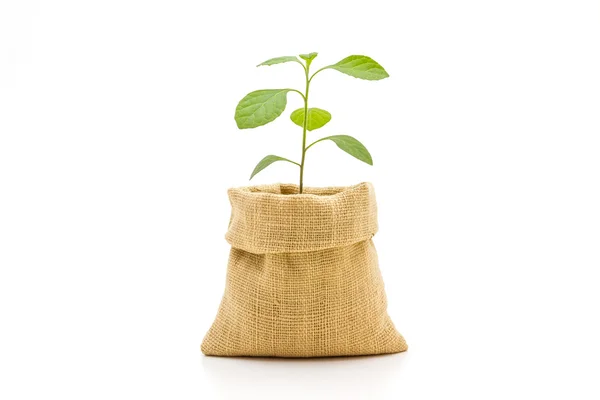 Young plant in bag. — Stock Photo, Image