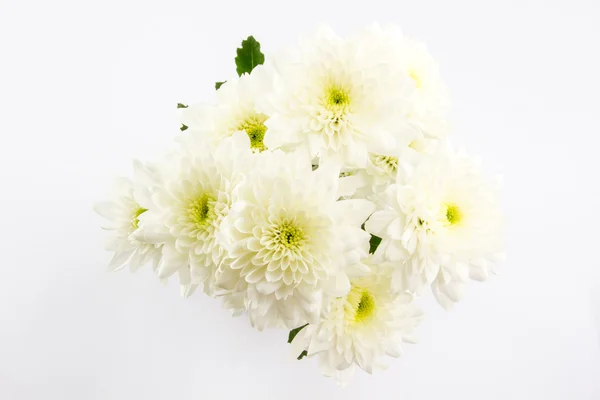 Chrysanthemum. — Stock Photo, Image