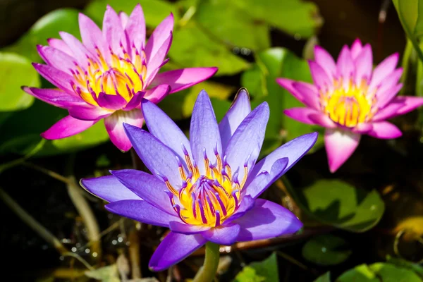 Lotus violet sur la rivière . — Photo