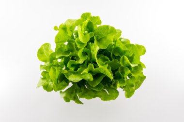 yeşil meşe.