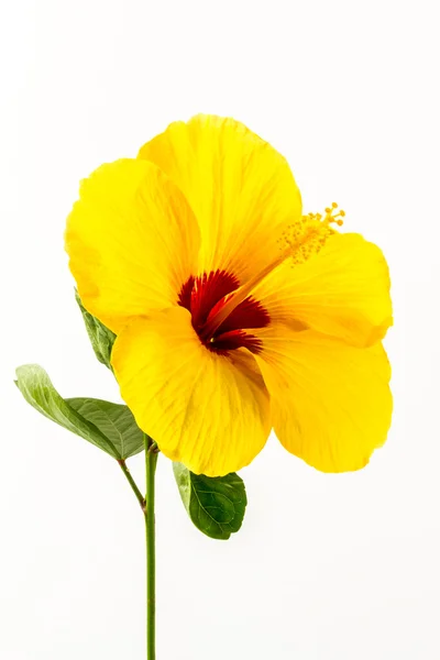 Kwiat hibiscus żółty. — Zdjęcie stockowe
