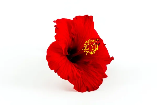 A red hibiscus flower isolated. — Stock Photo, Image