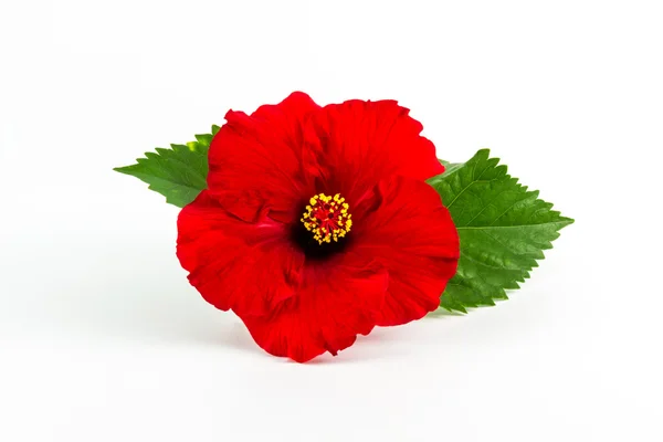 A red hibiscus flower isolated. — Stock Photo, Image
