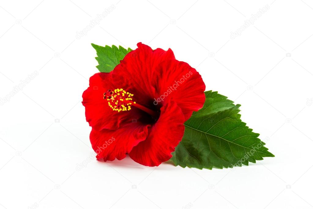 Red hibiscus flower isolated.