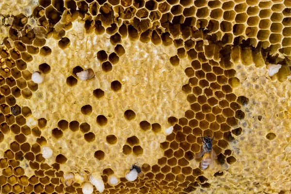 Närbild honeycomb. — Stockfoto