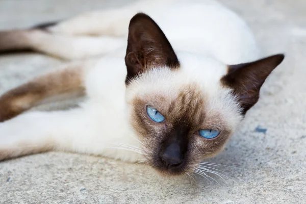 Gatto siamese . — Foto Stock