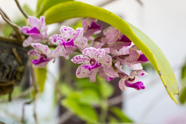 Rhynchostylis tea orchid — стоковое фото