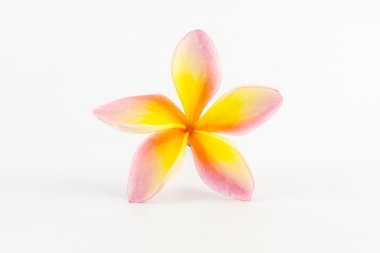 Plumeria veya frangipani.