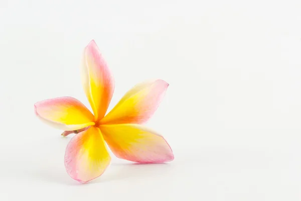 Plumeria o frangipani. —  Fotos de Stock
