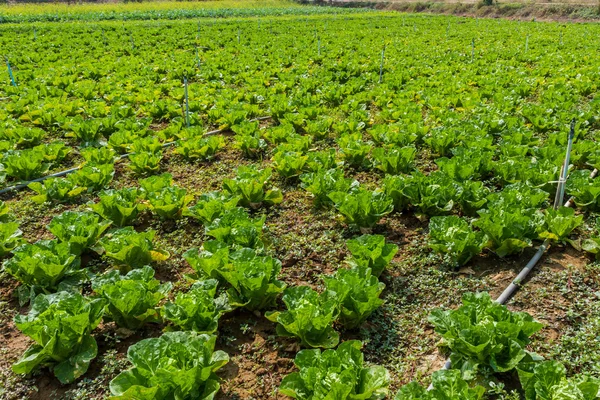 Lettuce plant field.