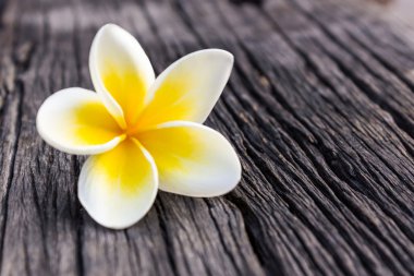 Plumeria veya frangipani.