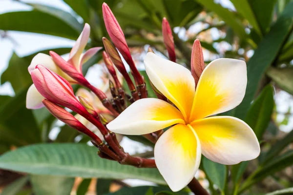 Plumeria eller frangipani. — Stockfoto